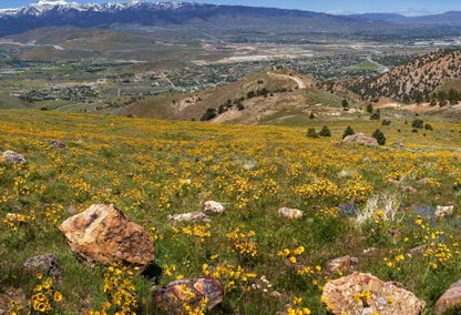 Wild flowers blooming above Reno, Nevada